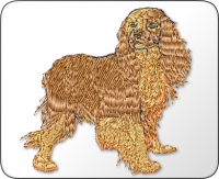 Cocker Spaniel
